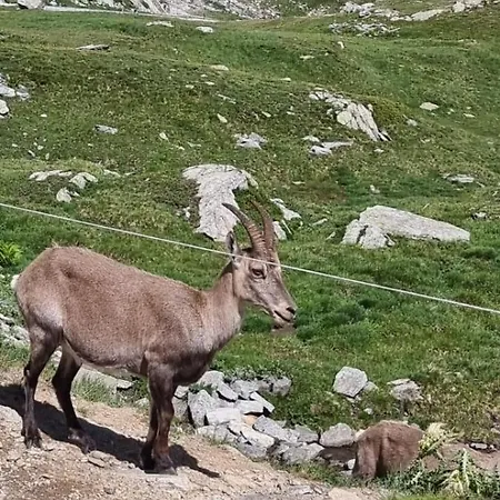 Larix Appartement Ulrichen
