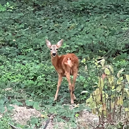 Larix * Ульрихен