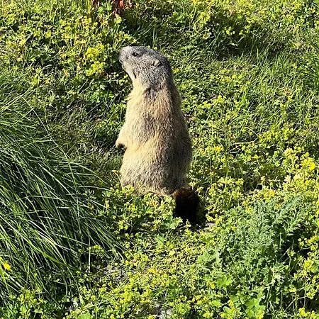 Larix Апартаменты *