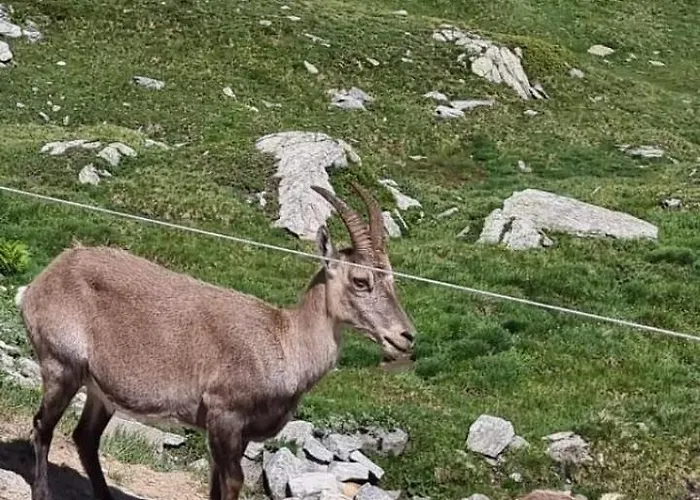 Larix Lägenhet Ulrichen
